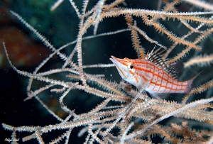 Maldives 2021 -Poisson faucon a long nez -Longnose hawkfish -  Oxycirrhites typus - DSC00667_rc